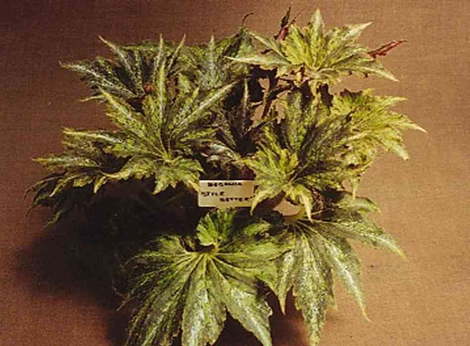 B. ‘Style Setter’